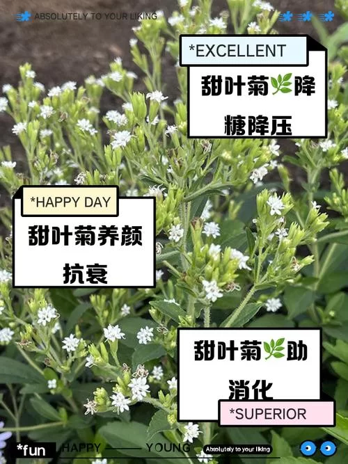 菊草叶进化攻略：月桂叶和大竺葵养成全解析