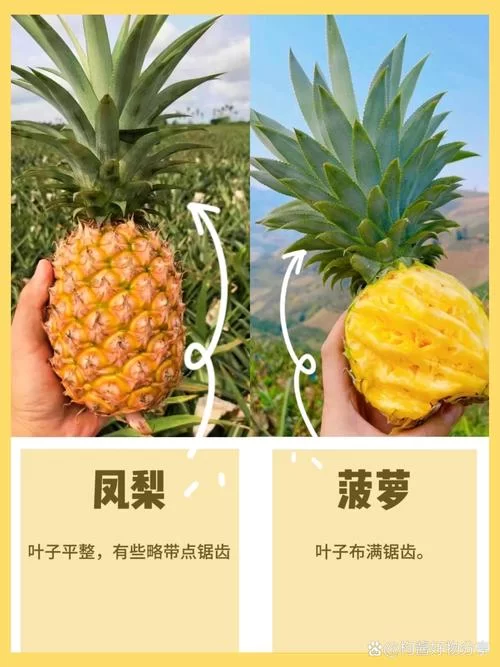 菠萝属性知多少?吃菠萝的禁忌和好处 菠萝属性知多少?吃菠萝的禁忌和好处