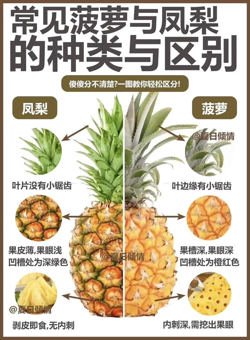 菠萝属性知多少？吃菠萝的禁忌和好处