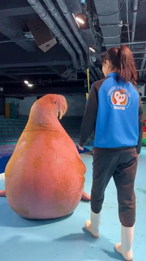 萌宠海象人日常:解锁鱼竿和企鹅宠物方法 萌宠海象人日常:解锁鱼竿和企鹅宠物方法