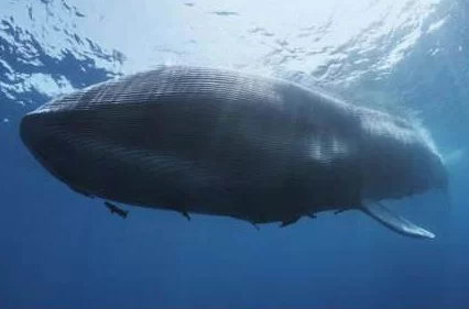 蓝鲸游游戏：危险游戏背后的真相及防范措施