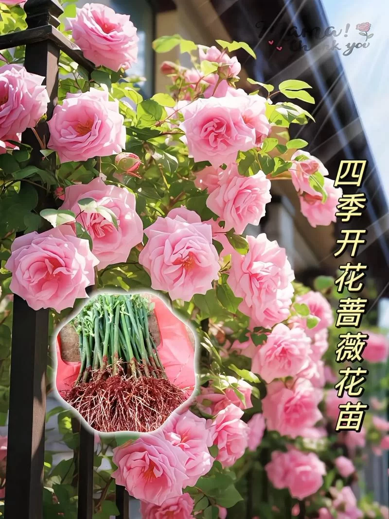 蔷薇花究竟能不能吃？对身体有什么好处和坏处？