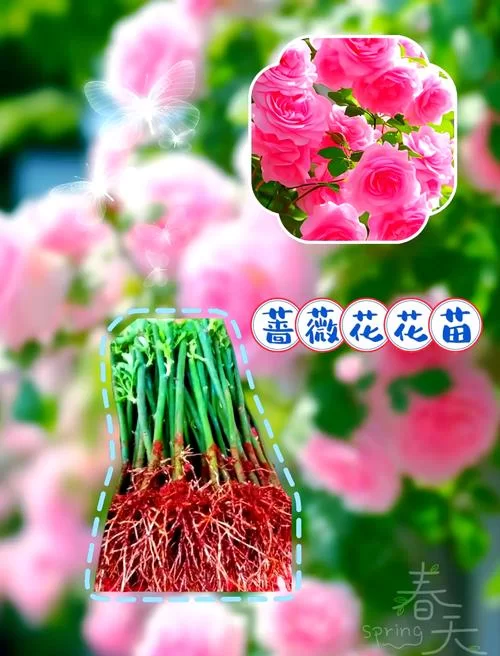 蔷薇花究竟能不能吃？对身体有什么好处和坏处？