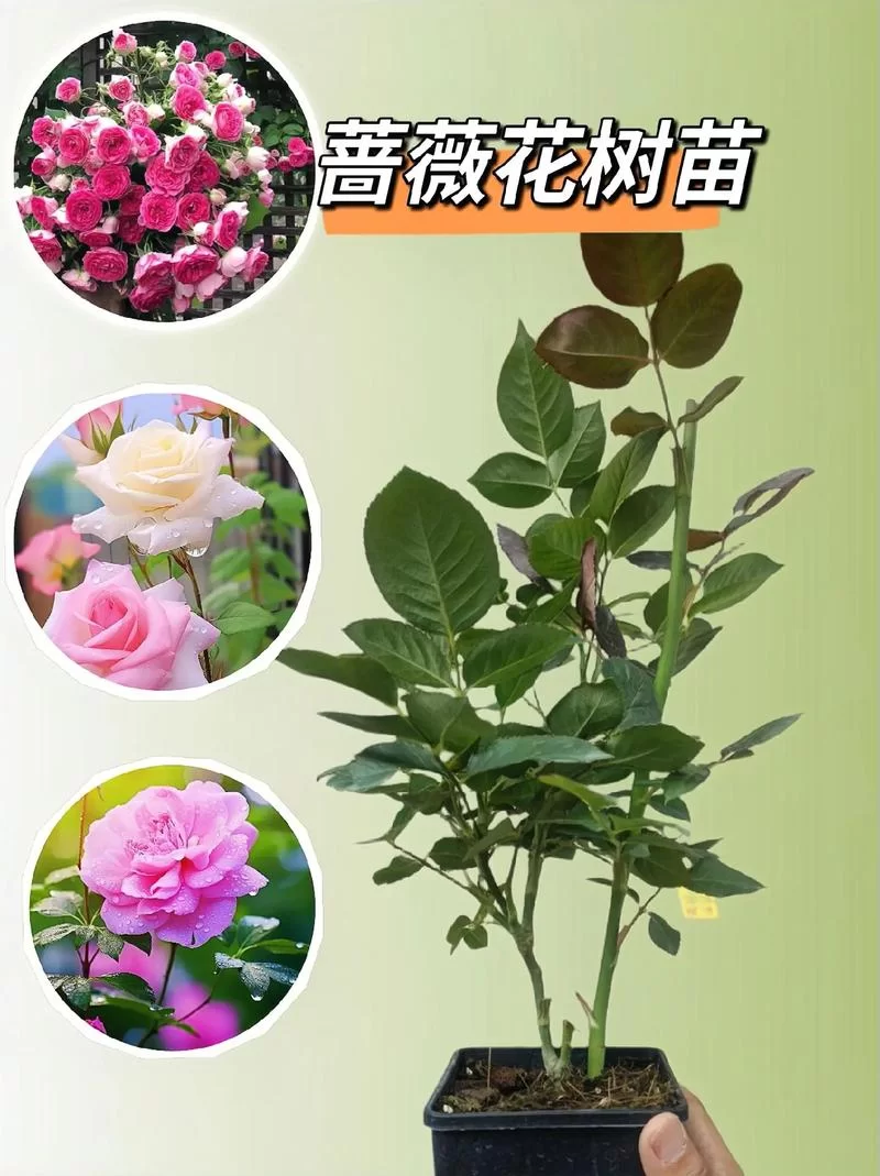 蔷薇花究竟能不能吃？对身体有什么好处和坏处？