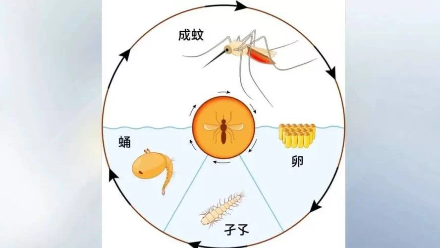 蚊香蝌蚪进化图解：一步步看它如何变身