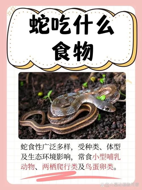 蛇什么吞象？揭秘这个成语的真实含义