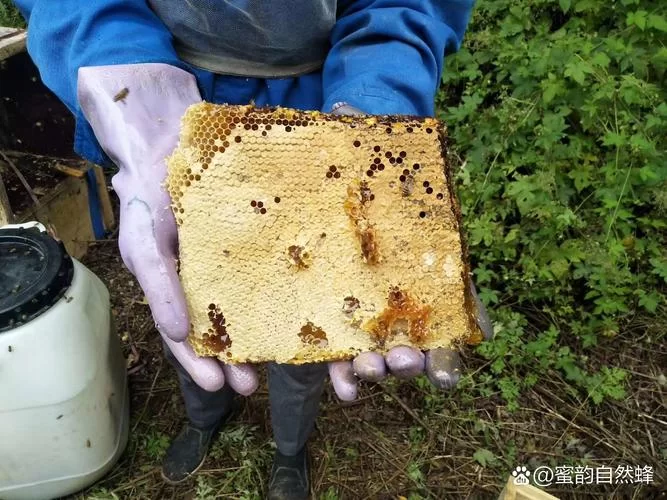 蜂蜡是哪种蜂制造的？答案让你意想不到！