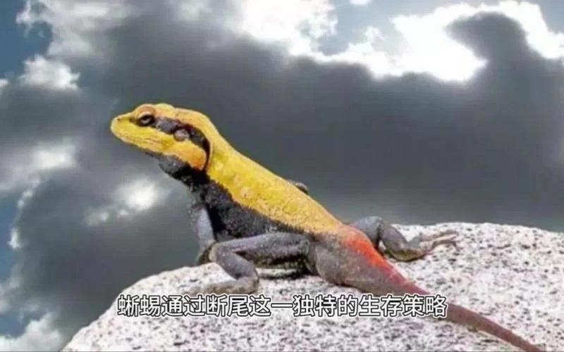 蜥蜴的尾巴有什么作用？生存技能全揭秘！
