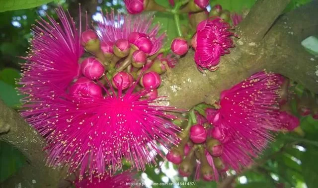 街头粉红色果子是连雾树吗？认识莲雾树的种类和生长环境