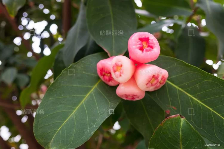 街头粉红色果子是连雾树吗？认识莲雾树的种类和生长环境