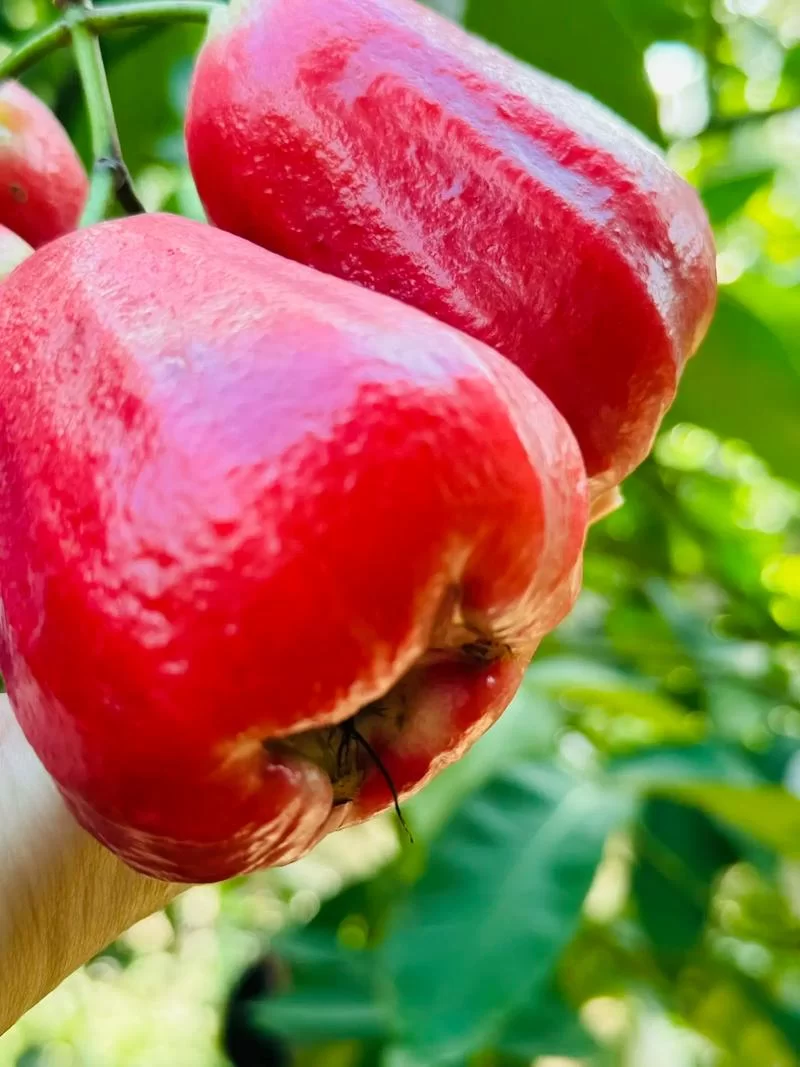 街头粉红色果子是连雾树吗？认识莲雾树的种类和生长环境