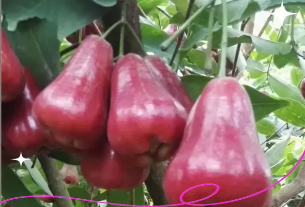 街头粉红色果子是连雾树吗？认识莲雾树的种类和生长环境