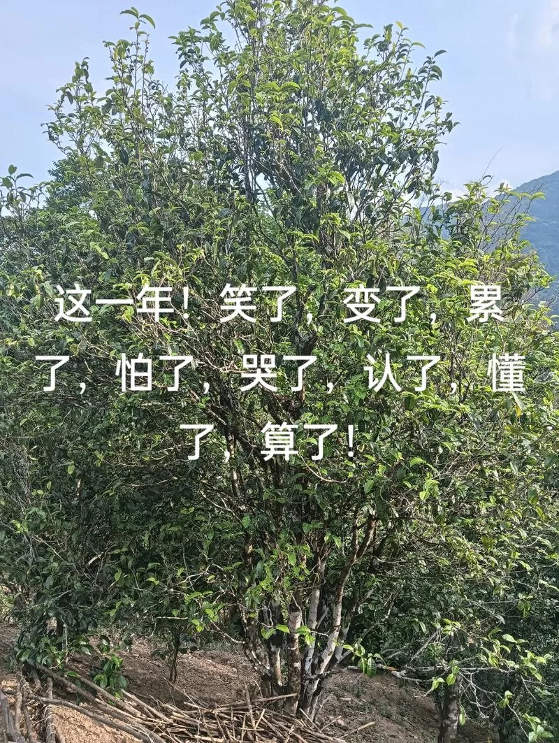 被伤过的心就像玻璃碎片，怎样才能不再受伤？
