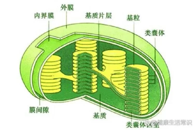 解密叶绿体：它在植物细胞中的具体位置