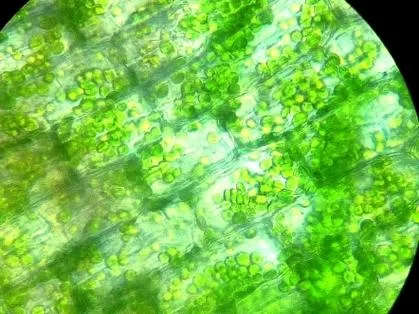 解密叶绿体：它在植物细胞中的具体位置