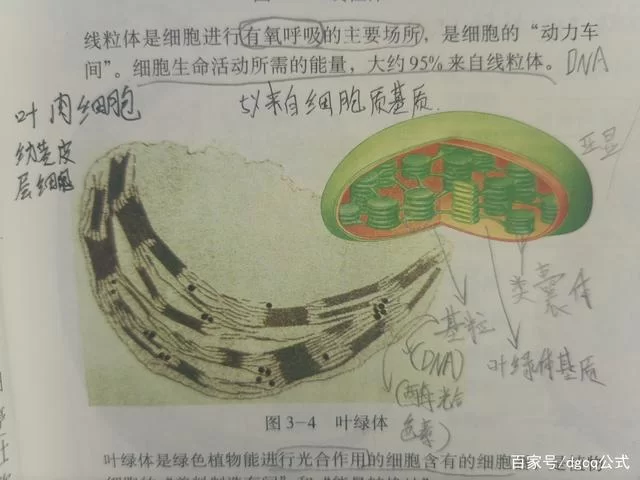 解密叶绿体：它在植物细胞中的具体位置