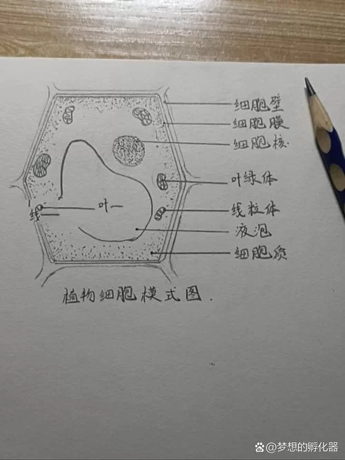 解密叶绿体：它在植物细胞中的具体位置