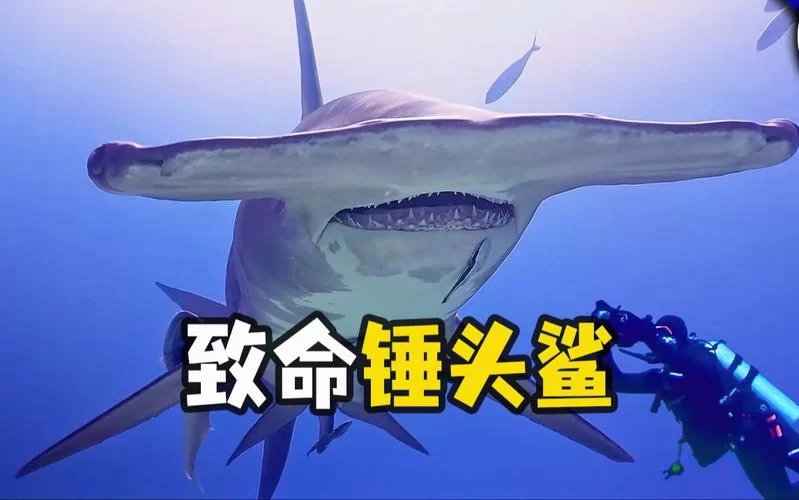 认识锤头双髻鲨：外形特征、生活习性及分布区域