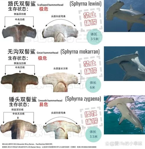 认识锤头双髻鲨：外形特征、生活习性及分布区域