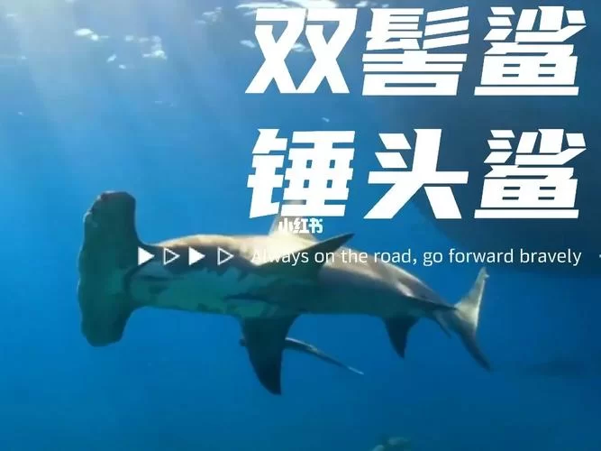认识锤头双髻鲨：外形特征、生活习性及分布区域