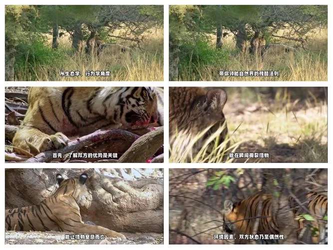 谁是真正的森林之王？揭秘森林霸主之谜