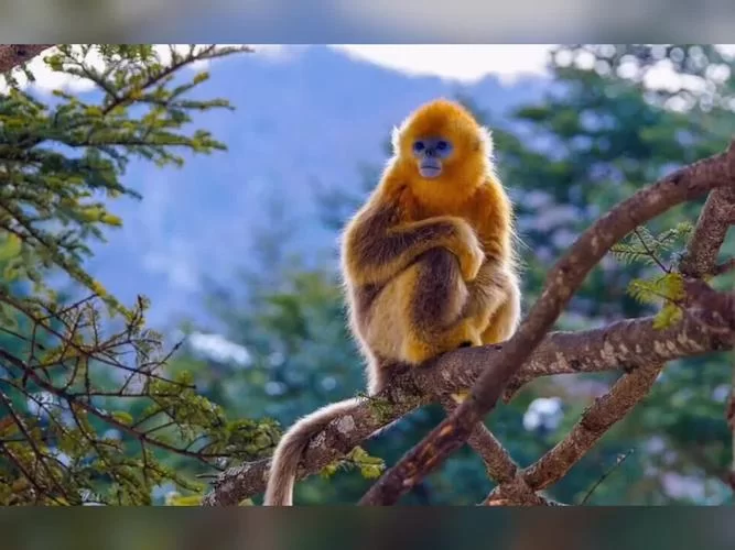 谁是真正的森林之王？揭秘森林霸主之谜