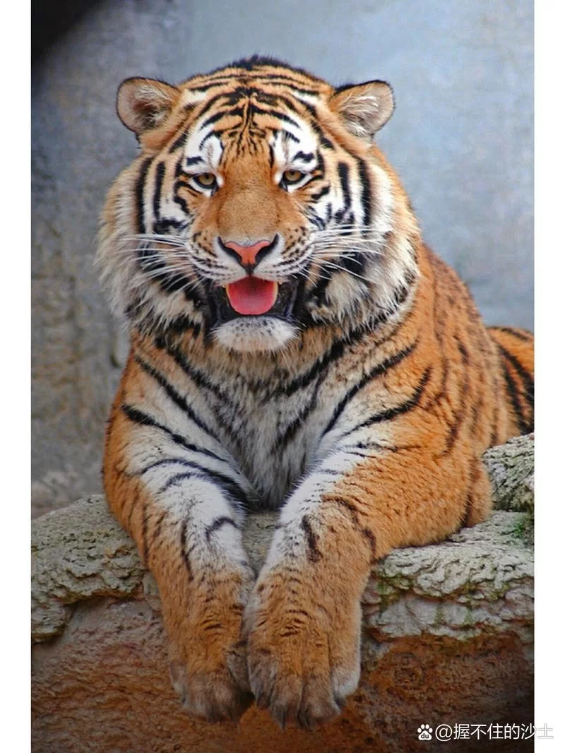 谁是真正的森林之王？揭秘森林霸主之谜