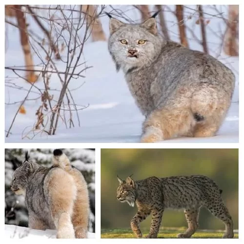 谁是真正的森林之王？揭秘森林霸主之谜