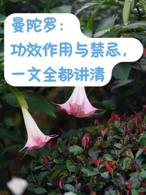 谜药的制作配方：曼陀罗花等成分的应用