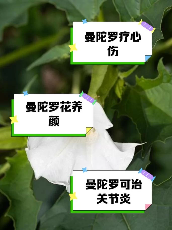 谜药的制作配方：曼陀罗花等成分的应用