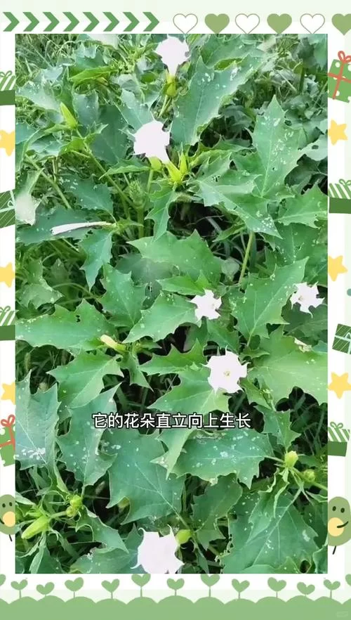 谜药的制作配方：曼陀罗花等成分的应用