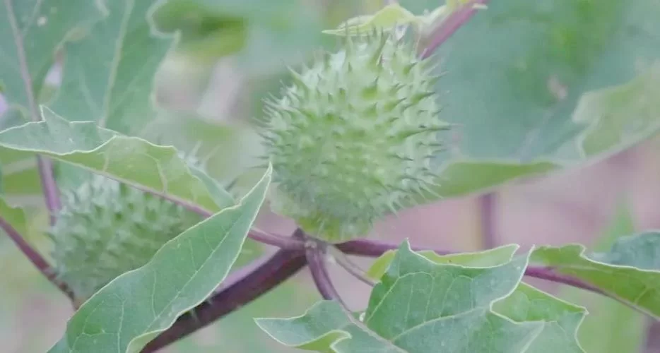 谜药的制作配方：曼陀罗花等成分的应用