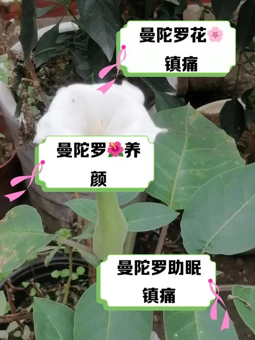 谜药的制作配方：曼陀罗花等成分的应用