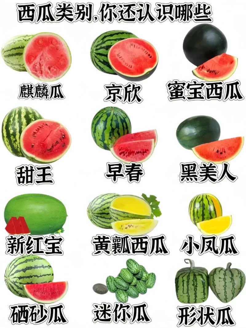 超全西瓜资源合集，各种类型应有尽有！