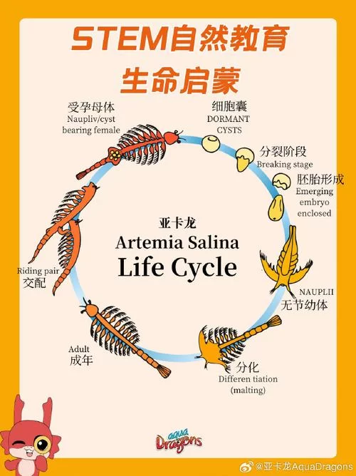 超萌圈圈海龟进化路线：从新手到龟仙人养成记