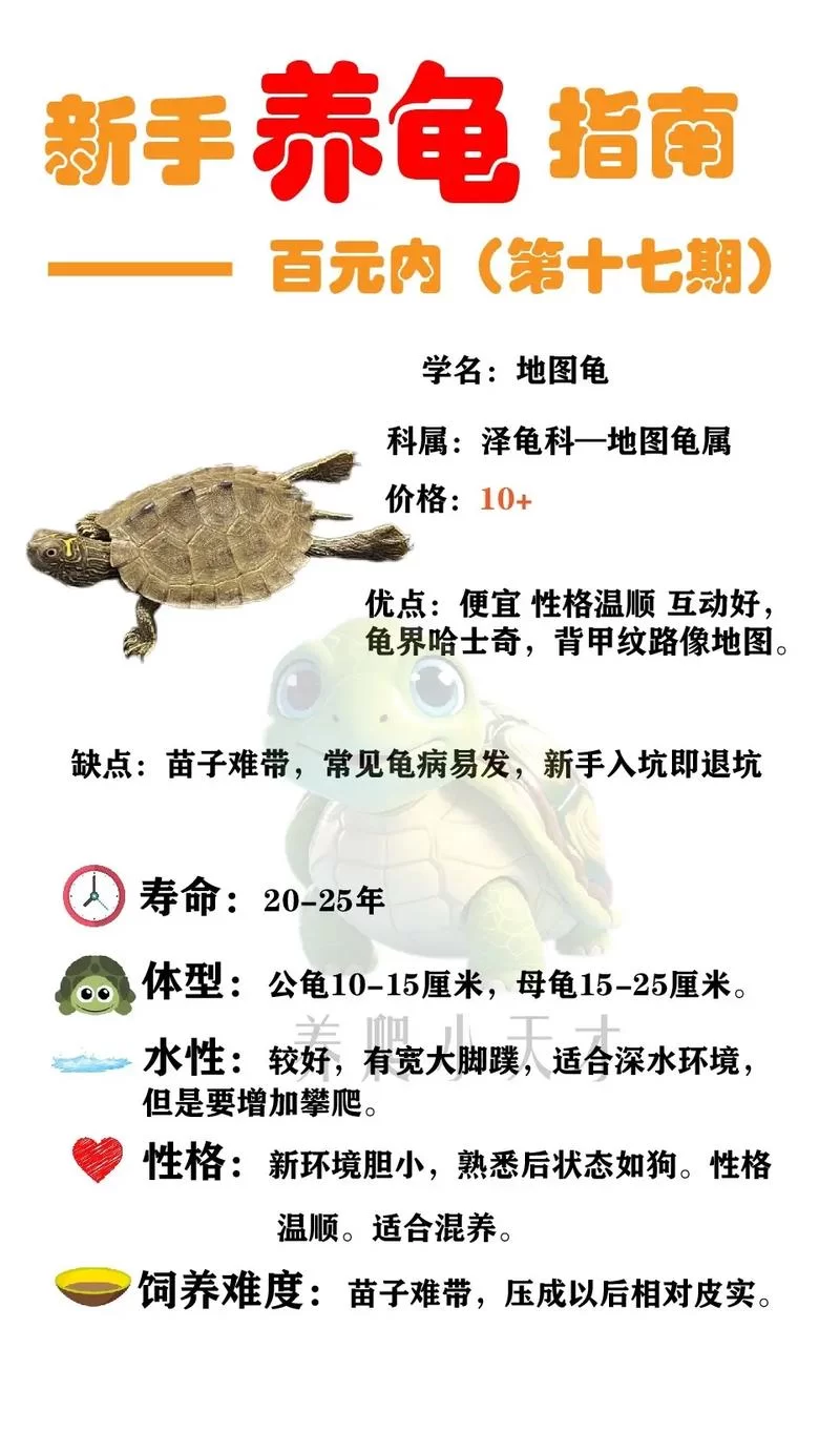 超萌圈圈海龟进化路线：从新手到龟仙人养成记