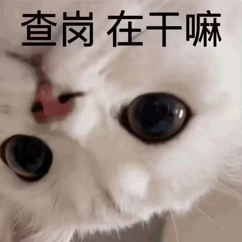 超萌查岗猫表情包免费下载，快来收藏吧