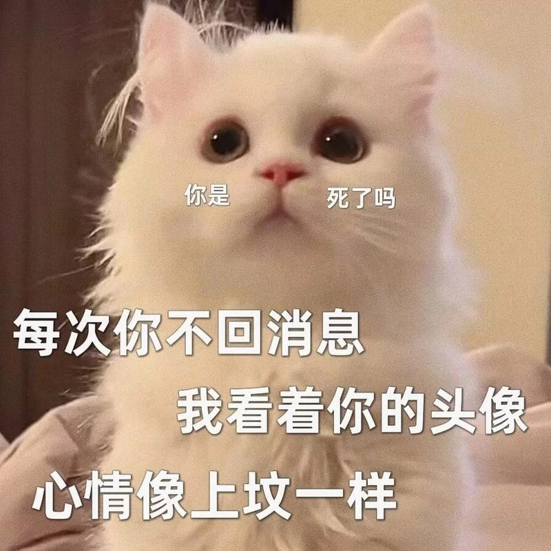 超萌查岗猫表情包免费下载，快来收藏吧