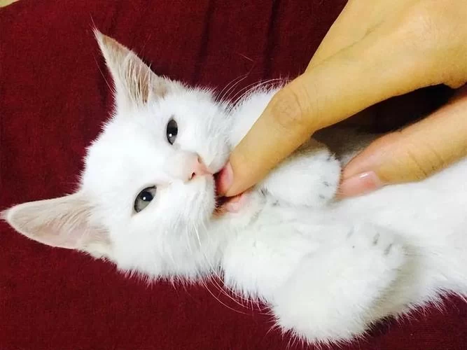 超萌查岗猫表情包免费下载，快来收藏吧