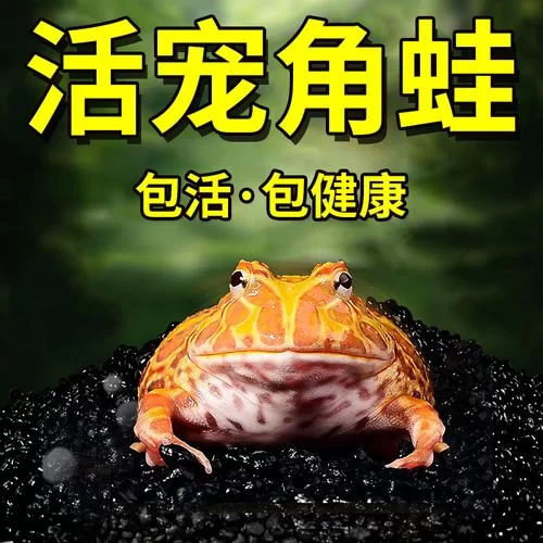 超萌绿色青蛙来袭！带你认识这些可爱的小家伙