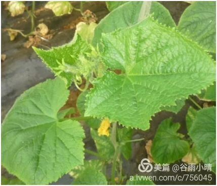 超萌绿色青蛙来袭！带你认识这些可爱的小家伙