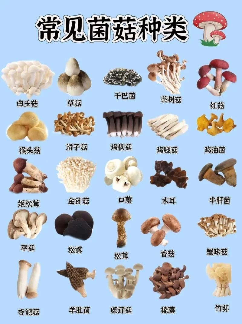 轻松学会“蘑”字组词：100字搞定蘑菇、口蘑等词语