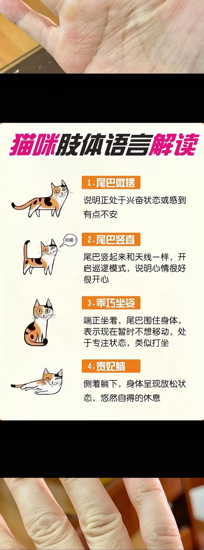 轻松应对宠物的小问题：实用养宠技巧分享