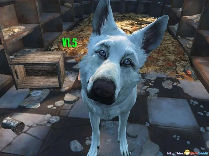 辐射4忠犬狗肉离家出走？教你轻松找回它！