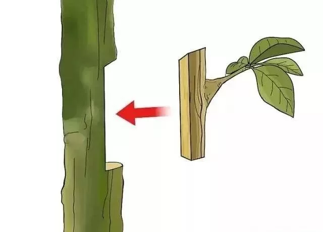 达摩连招技巧入门：新手也能轻松学会