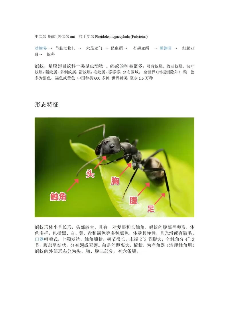 还在读错蚂蚁的拼音？标准读音及例句详解！