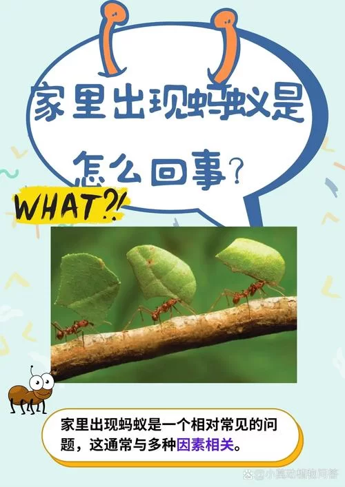 还在读错蚂蚁的拼音？标准读音及例句详解！