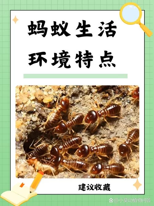 还在读错蚂蚁的拼音？标准读音及例句详解！