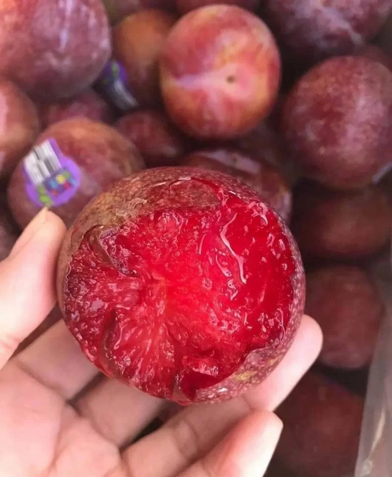 这是什么红色的李子?教你快速识别不同红色李子名称 这是什么红色的李子?教你快速识别不同红色李子名称