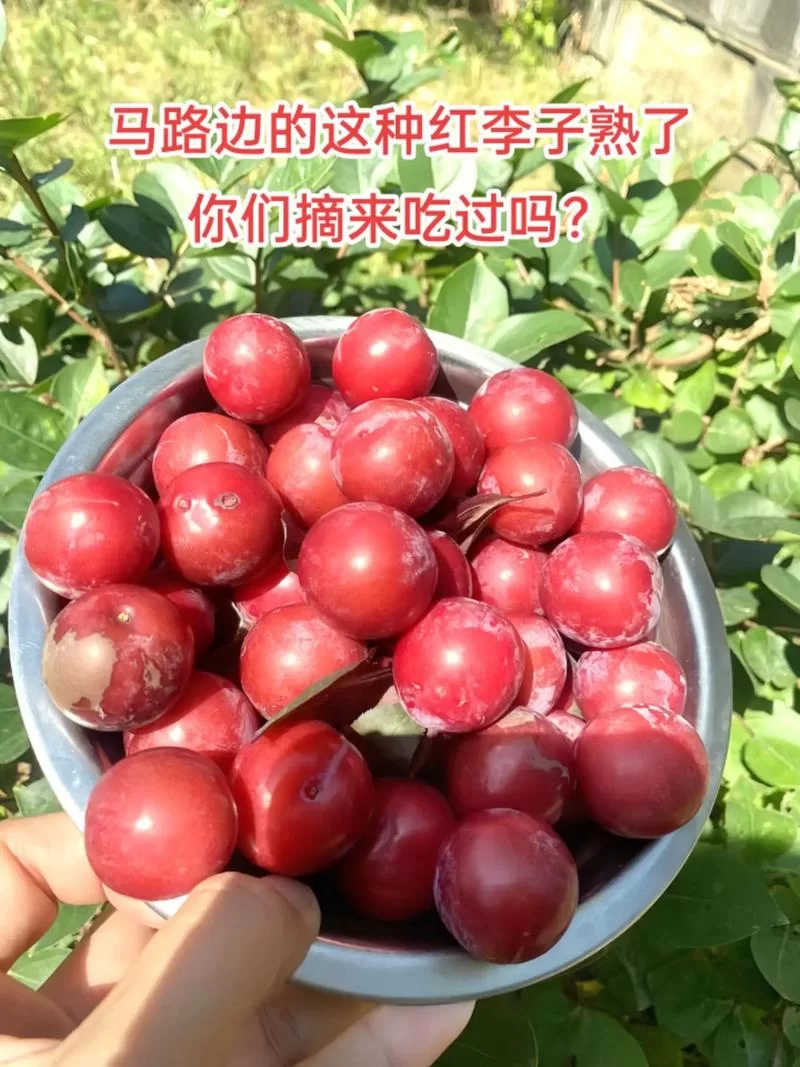 这是什么红色的李子？教你快速识别不同红色李子名称